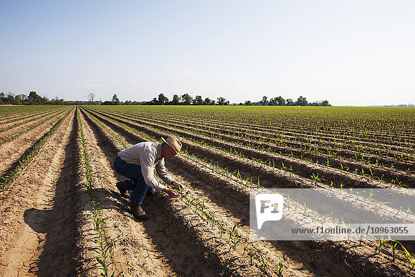 Pflanzenbauberater bei der Inspektion eines Maiskeimlings mit konventioneller Bodenbearbeitung im Stadium von vier bis fünf Blättern  der Boden ist für die Furchenbewässerung vorbereitet; England  Arkansas  Vereinigte Staaten von Amerika'.