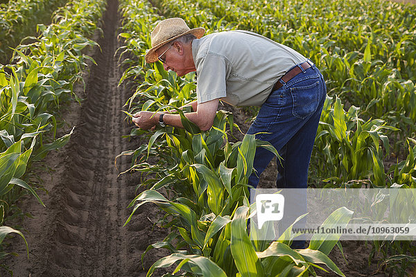 'Farmer checks knee high  conventional till corn for signs of insect pest damage and leaf disease; England  Arkansas  United States of America'