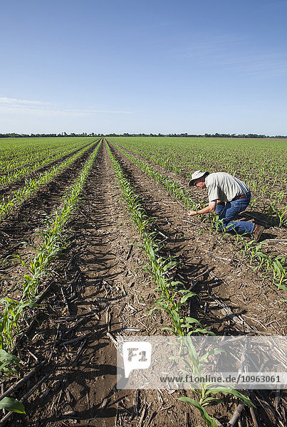 Landwirt bei der Kontrolle junger Maispflanzen im Fünf- bis Sechs-Blatt-Stadium auf Schadinsekten  reduzierte Bodenbearbeitung; England  Arkansas  Vereinigte Staaten von Amerika'.
