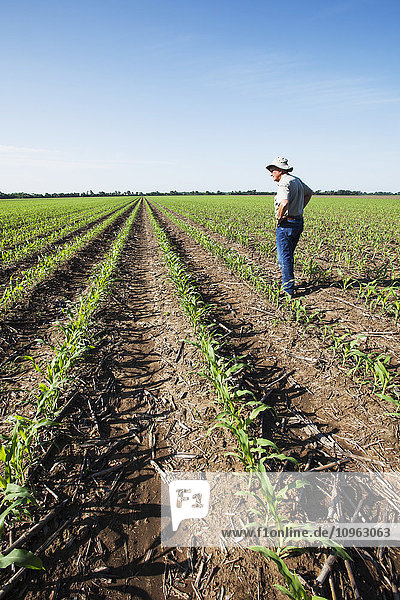 'Farmer checking young corn plants at five to six leaf stage for insect pests  reduced tillage method; England  Arkansas  United States of America'