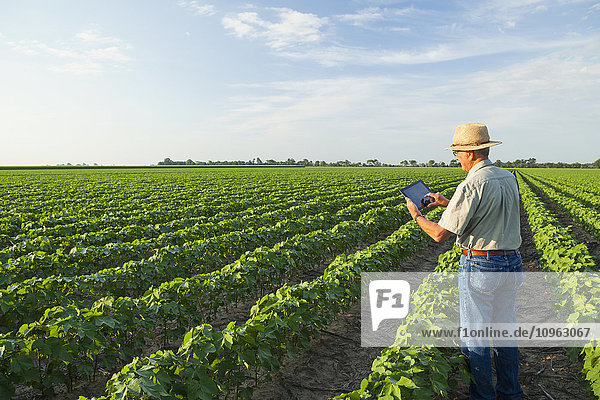 Ernteberater nutzt ein Tablet  um seine Beobachtungen zu notieren  während er ein Feld mit No-Till-Baumwolle in der Hochphase der Fruchtentwicklung kontrolliert; England  Arkansas  Vereinigte Staaten von Amerika .