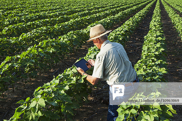 'Crop consultant uses tablet to make notes of his observations while checking field of no till cotton in peak fruit development stage; England  Arkansas  United States of America'