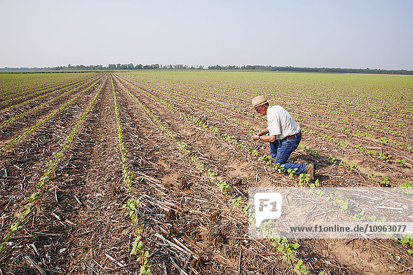 'Crop consultant checking no till Roundup ready cotton at four leaf stage with dead weeds controlled by post emergence herbicide  most likely Roundup; England  Arkansas  United States of America'