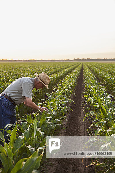 'Farmer checking for signs of insect pest damage and leaf disease  knee high conventional till corn; England  Arkansas  United States of America'