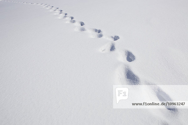 Fußspuren im Schnee; Milton  Ontario  Kanada'.