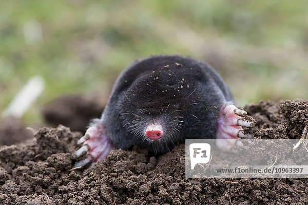 'Common mole (Talpa europaea) above ground showing strong front feet used for digging runs underground; United Kingdom' 'Common mole (Talpa europaea) above ground, showing strong front feet used for digging runs underground; United Kingdom'