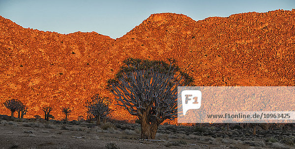 'The rising sun illuminates the mountains of Richtersveld National Park as the Kookerboom trees stand silent in the desert; South Africa'