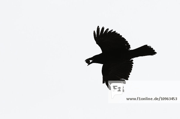 'Silhouette of a raven flying; Whitehorse Yukon Canada'