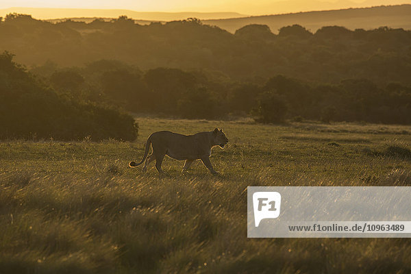 Liomess beim Spaziergang in der untergehenden Sonne; Südafrika'.