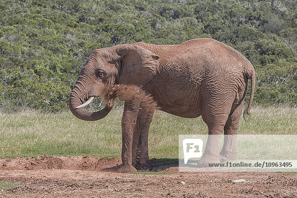 Afrikanischer Elefant (Loxodonta) im Addo Elephant National Park; Südafrika'.