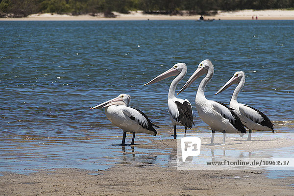 Pelikane  die im flachen Wasser waten; Caloundra  Queensland  Australien'.