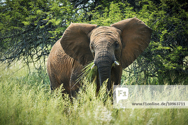 Elefant (elephantidae) bei der Fütterung im Dinokeng-Wildreservat; Südafrika'.