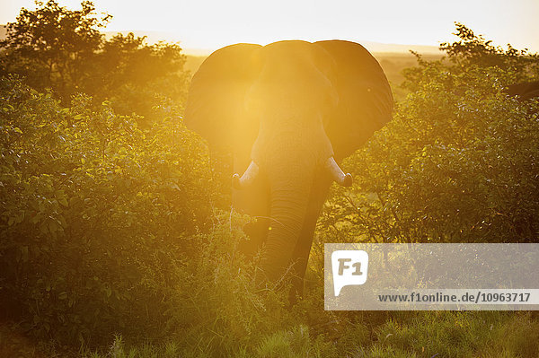 Afrikanischer Elefant (Loxodonta)  Krüger-Nationalpark; Südafrika'.