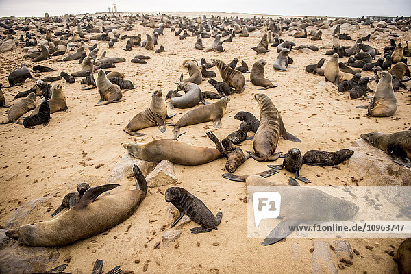 'Cape Fur Seals (pinnipedia) on the Seal reserve of the Skeleton Coast; Cape Cross  Namibia'
