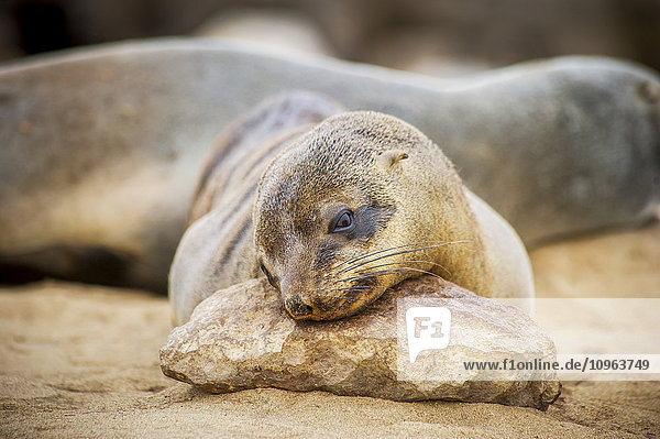 'Cape Fur Seals (pinnipedia) resting on rocks inside of the Cape Cross Seal Reserve along the Skeleton Coast; Cape Cross  Namibia'