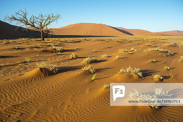 Gestrüpp in der Wüste; Sossusvlei  Namibia'.