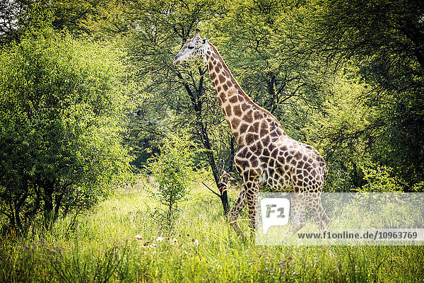 Giraffe (Giraffa camelopardalis) auf Wanderschaft im Dinokeng-Wildreservat; Pretoria  Gautang  Südafrika'.