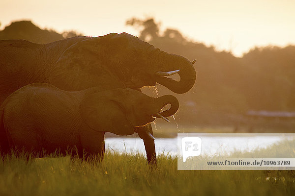 Afrikanische Elefanten (Loxodonta)  Chobe-Nationalpark; Kasane  Botsuana'.