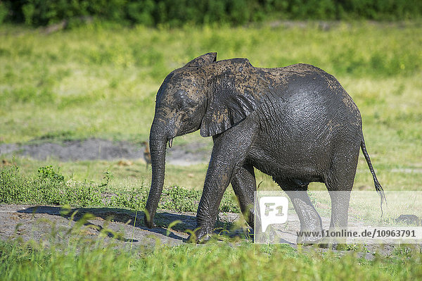 Afrikanischer Elefant (Loxodonta)  Chobe-Nationalpark; Kasane  Botsuana'.