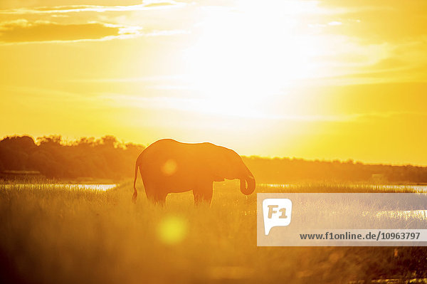 Afrikanischer Elefant (Loxodonta)  Chobe-Nationalpark; Kasane  Botsuana'.