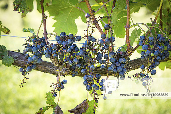 'Purple wine grapes growing on vine; Maryland United States of America'