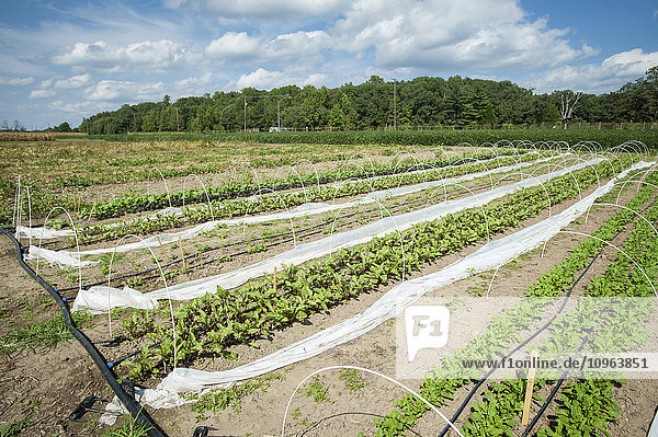Reihen von Gemüsepflanzen auf einer Farm; Upper Marlboro  Maryland  Vereinigte Staaten von Amerika'.
