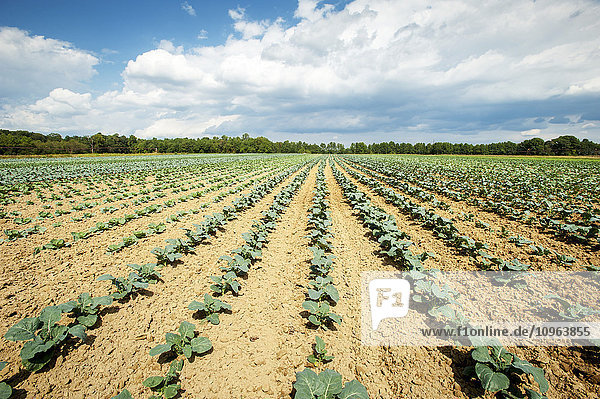 Feld mit jungen Gemüsepflanzen; Denton  Maryland  Vereinigte Staaten von Amerika'.