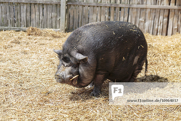 'Pot-bellied pig on farm; Caledon  Ontario  Canada'