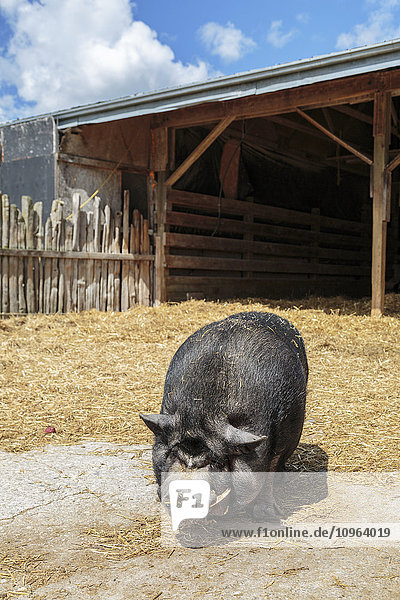 'Pot-bellied pig on farm; Caledon  Ontario  Canada'