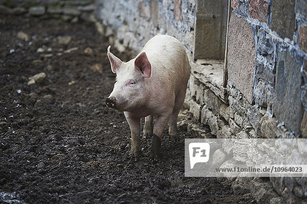Das Reitzentrum Mane Intent  Schweine in ihrem Stall; Keane  Ontario  Kanada'.