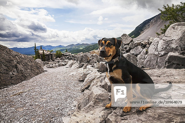 'Puppy stops for a portrait while hiking through the trails of the Frank Slide Interpretive Centre in Crowsnest Pass; Alberta  Canada'