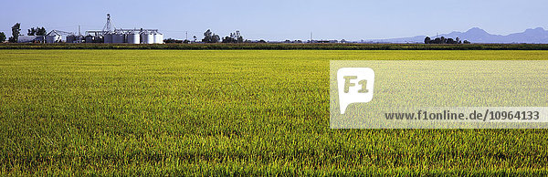 Ein Feld mit jungem Reis ist im Frühherbst zu sehen  mit Getreidesilos  Bergen und blauem Himmel im Hintergrund  Central Valley; Maxwell  Kalifornien  Vereinigte Staaten von Amerika'.