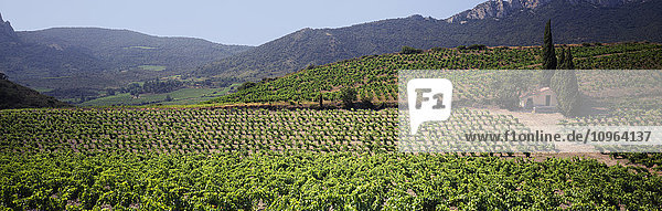 Reihen mittelgroßer Weinreben im Sommer auf einem Weinberg in Hanglage  Gebäude und Hügel im Hintergrund  Sonoma County; Healdsburg  Kalifornien  Vereinigte Staaten von Amerika'.