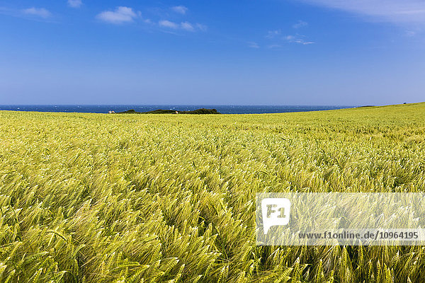 Gerstenfeld mit blauem Himmel und dem Meer in der Ferne; Bretagne  Frankreich'.