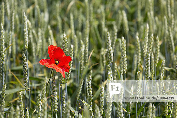 Nahaufnahme von rotem Mohn in einem grünen Weizenfeld; Brehec  Bretagne  Frankreich'.