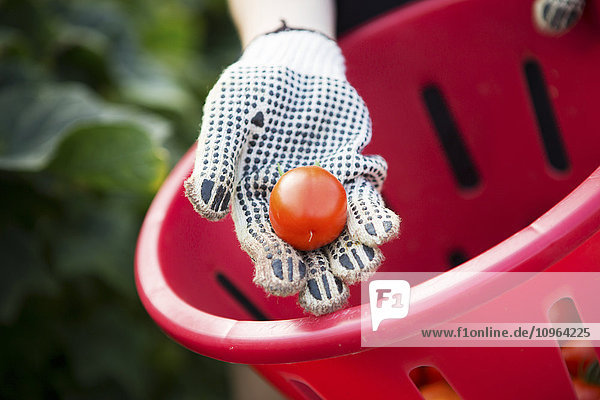 Handschuh  der eine frisch gepflückte rote Tomate hält; Maryland  Vereinigte Staaten von Amerika'.