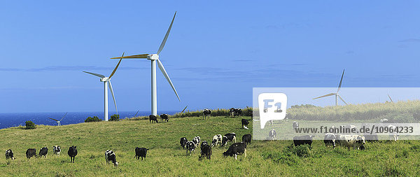 Weidende Holstein-Milchkühe unter Windrädern in North Kohala  Hawaii am Upolu Point; Insel Hawaii  Hawaii  Vereinigte Staaten von Amerika'.