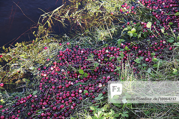 Cranberries werden geerntet  indem man die Felder flutet und die Beeren an die Oberfläche treiben lässt; Richmond  British Columbia  Kanada'.
