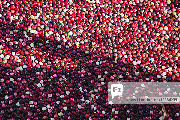 Nahaufnahme von schwimmenden Cranberries  bereit zur Ernte; Richmond  British Columbia  Kanada'.