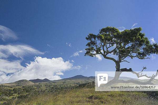 'Koa tree (Koa acacia) along Mana Road near Kamuela  with view to foothills of Mauna Kea and cumulus clouds and lenticular clouds forming; Island of Hawaii  Hawaii  United States of America'