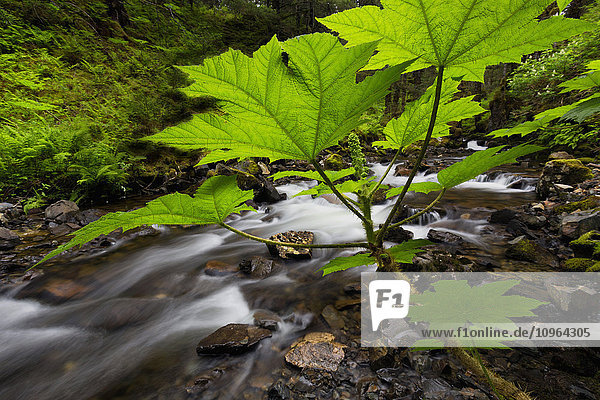 Nahaufnahme der großen grünen Blätter der Teufelskeule (Oplopanax horridus) neben einem kleinen Bach, Kodiakinsel, Südwest-Alaska