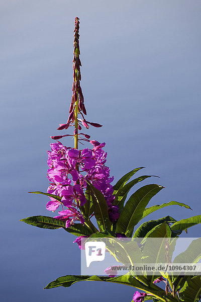 Nahaufnahme einer Feuerkrautblüte (Chamerion angustifolium) an der Küste von Kodiak Island, Südwest-Alaska