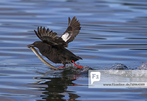 Taubenteiste (Cepphus columba) hebt mit einem schleimfischartigen Fisch aus dem Wasser ab, Kodiak, Südwest-Alaska