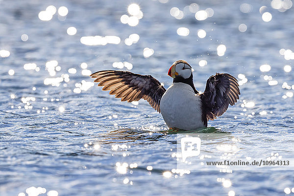 Papageientaucher (Fratercula corniculata) bei den Startvorbereitungen an der Küste der Kodiak-Insel, Südwest-Alaska, Sommer