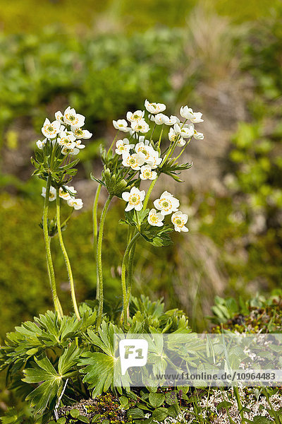Detail von blühenden weißen Wildblumen in der Tundra  Sand Point  Popof Island  Südwest-Alaska  USA  Sommer'.