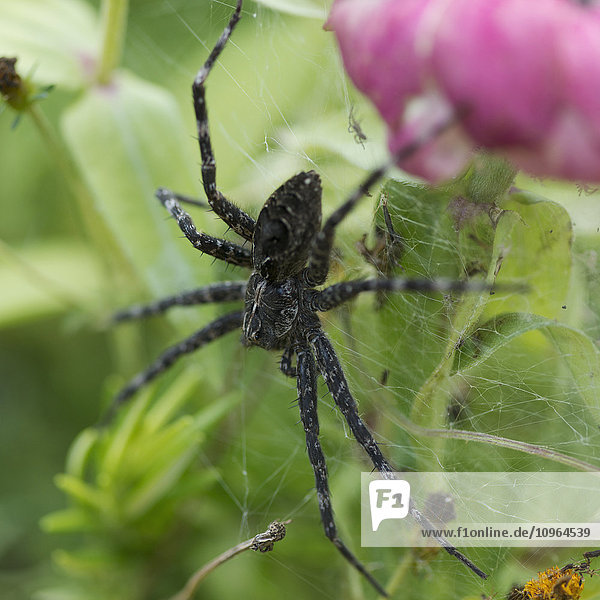 Nahaufnahme einer Spinne in ihrem Netz auf einer blühenden Pflanze; Lake of the Woods  Ontario  Kanada'.