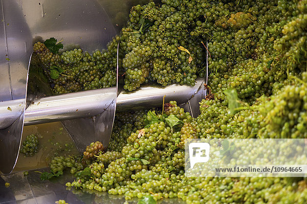 Prozess der Traubenverarbeitung zu Wein; Stellenbosch  Gautang  Südafrika