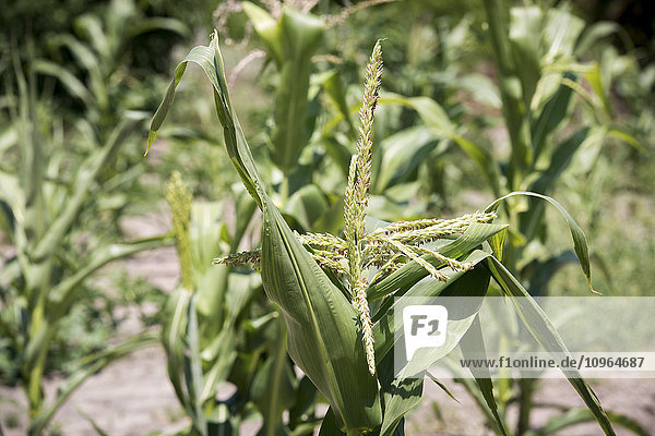Maispflanze im Wachstum; Maun  Botswana'.