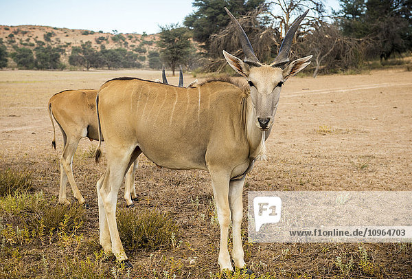 Eland (Taurotragus oryx) auf einer namibischen Farm; Namibia'.