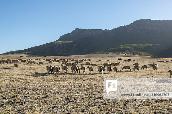 Südafrikanische Schafe (ovis aries)  die als Herde umherziehen; Südafrika'.